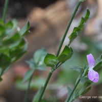 Dicliptera neesii (Trimen) L.H.Cramer